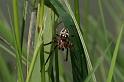 Larinioides_sclopetarius_D5108_Z_88_Canal du Nivernais_Frankrijk